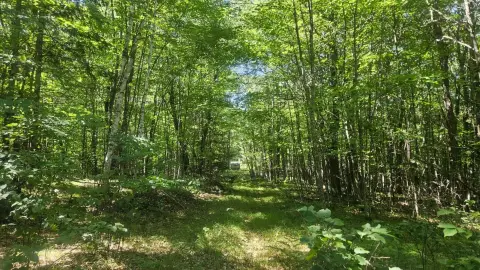Wooded Recreation Land
