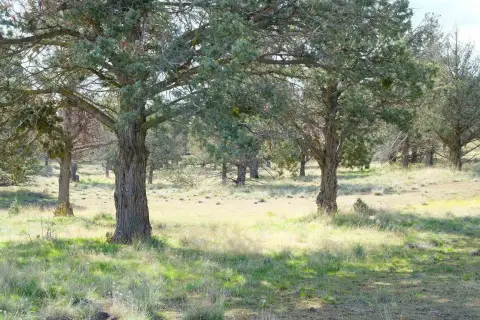 Lake Shastina Area Parcel