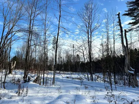 Wooded Land Near Snowmobile Trail