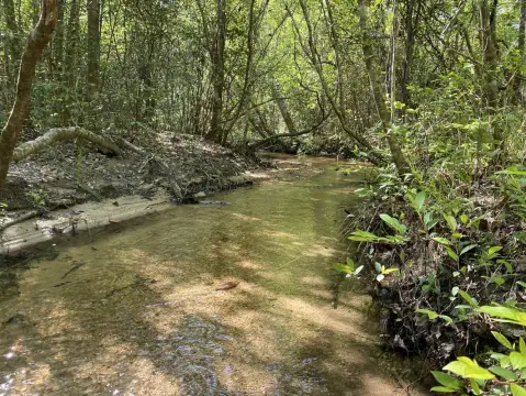 Gainestown Land for Hunting/Investment