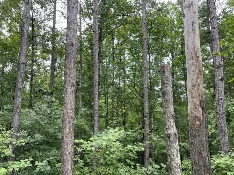 Hunting Land with Creekside Hardwoods