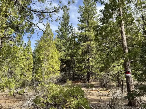 Tree-Covered Land Parcel in Bonanza
