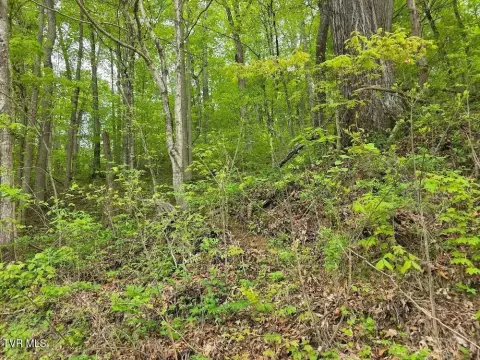 Wooded Hunting Land Acreage