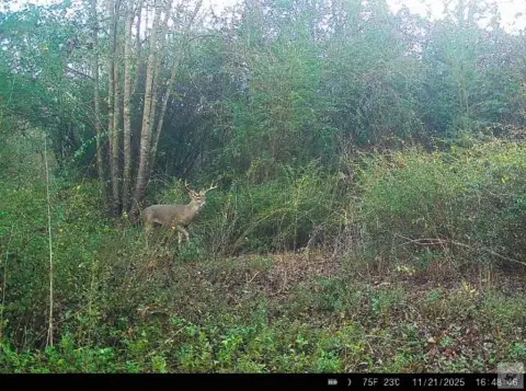 Secluded Acreage Near Atlanta, TX