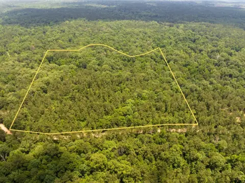 Hunting Land With Merchantable Pine Timber