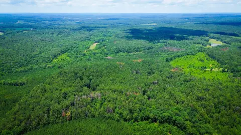 Timber and Waterfront Hunting Land