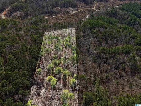 6.41 Acres in Adger, Alabama