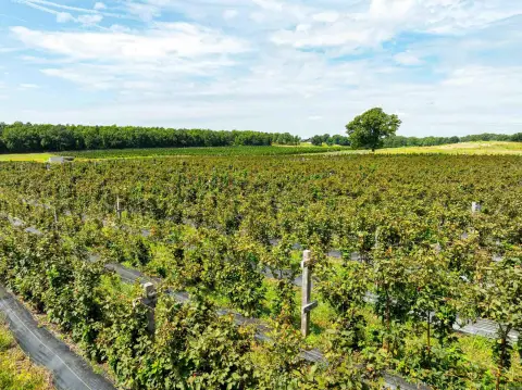Certified Organic Blackberry Farm
