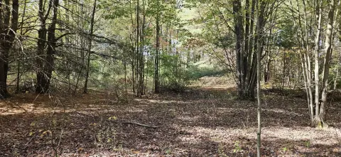 Wooded Acreage with Road Frontage