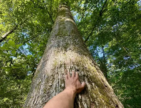 Pascagoula River Bottom Hunting Land