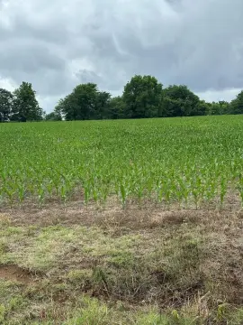 Residential Land in McKenzie, TN