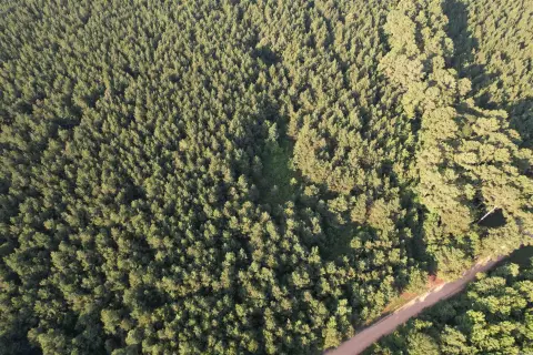 Timberland Hunting Tract