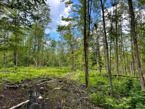Hunting Land Bordering State Forest