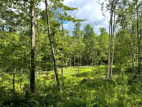 Hunting Land with Creek