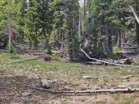 Half-Acre Land Near Navajo Lake