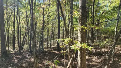 33.5 Acres of Hunting Land
