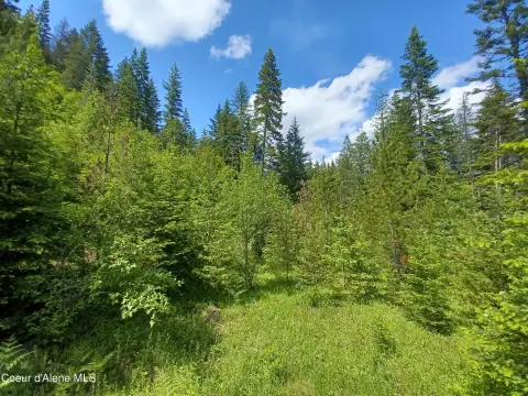 Pristine Land Adjacent to Forest