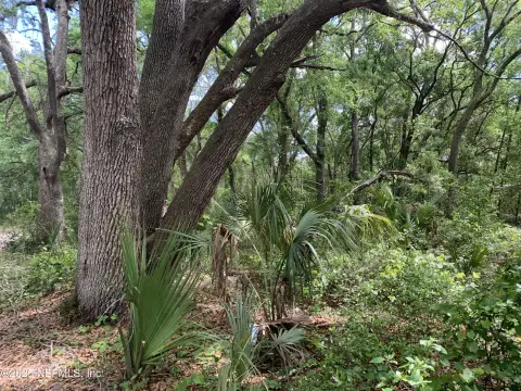 Wooded Lot in Interlachen, FL