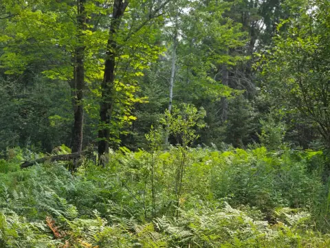 Wooded Land Near Bruce Crossing