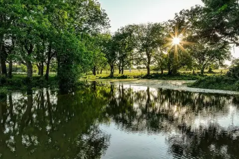 Brenham Ranch with Majestic Oaks