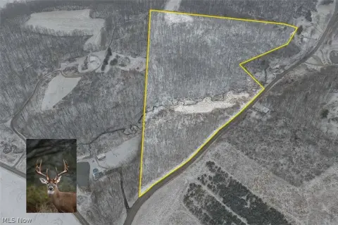 21 Acres of Wooded Land