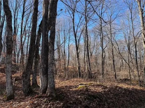 Wooded Peninsula Waterfront Lots