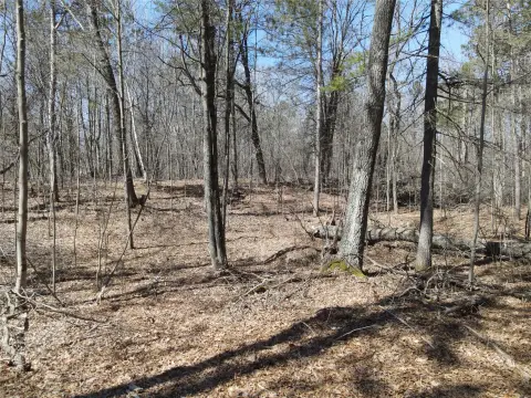 Holcombe, WI Wooded Land Parcel