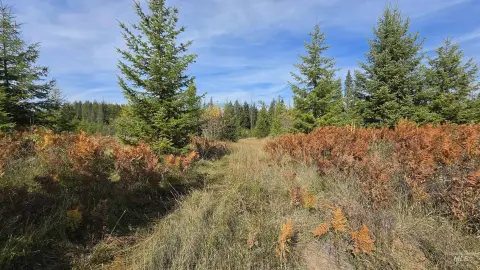 Wooded Hunting and Recreation Land