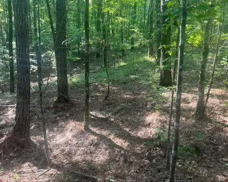 Timber and Hunting Tract