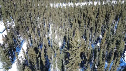 Salcha Land Near Harding Lake