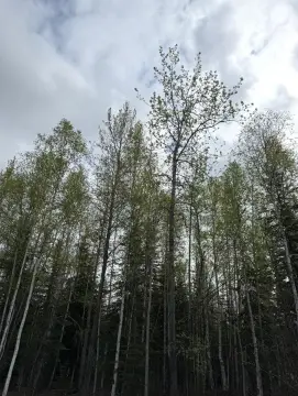 North Pole Vacant Land Parcel