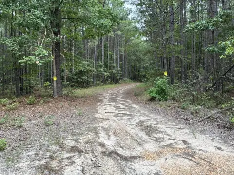 Pine Timber Hunting Land