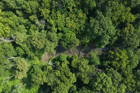 Wooded Waterfront Hunting Tract