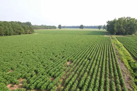 Agricultural Land with Woodlands
