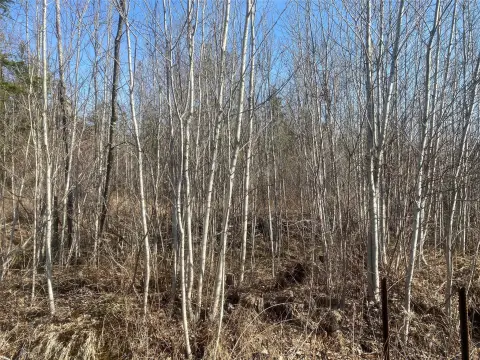 Timber Hunting Land