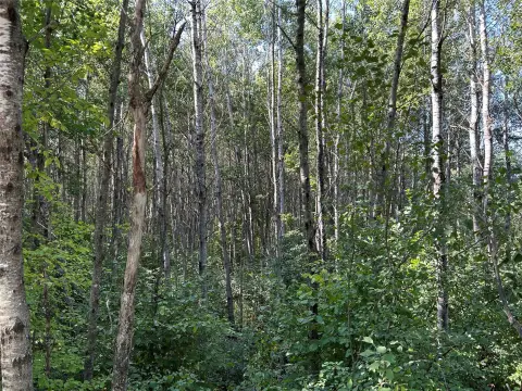 Riverfront Hunting Land