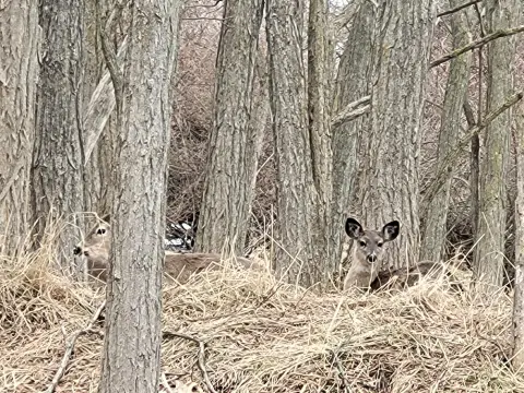 Manistee Land for Sale