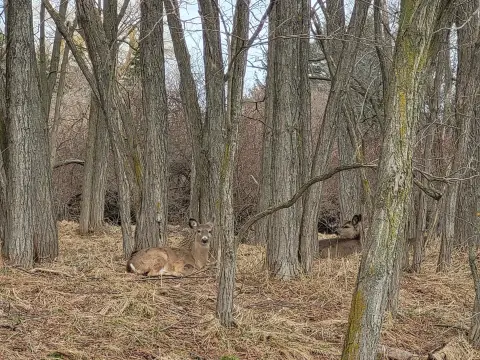 Manistee Land Ready to Sell