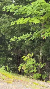 Wooded Land Parcels