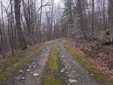 58+ Acre Wooded Land Parcel