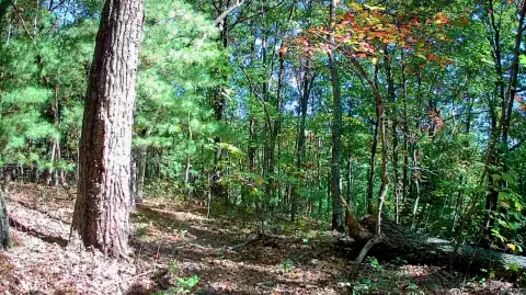 Wooded Recreational Land