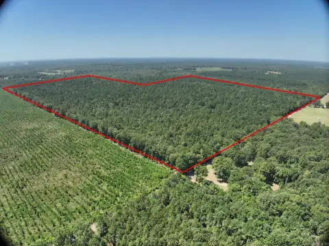 Pine Timber Hunting Land