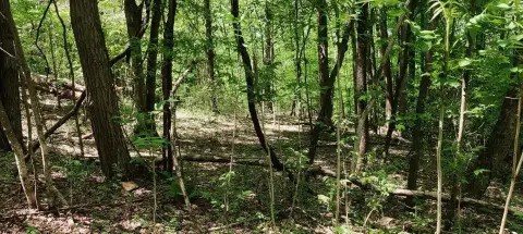 South Pittsburg Wooded Homesite Opportunity