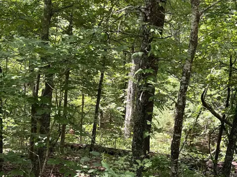 Wooded Recreational Land Parcel