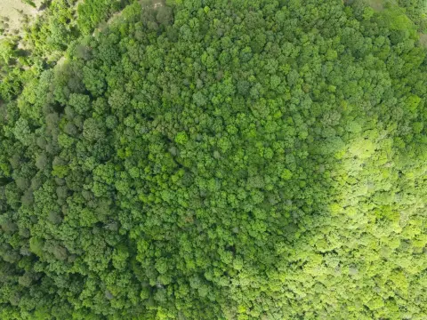 Secluded 5-Acre Land in Wickes