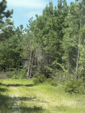 Timber and Hunting Plantation Land