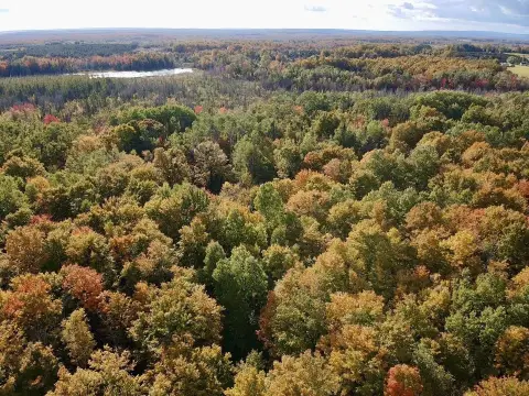 Wooded Hunting Land
