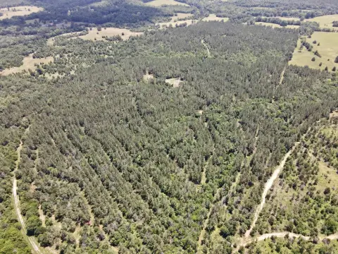 Timbered Hunting Land with Streamside Zone