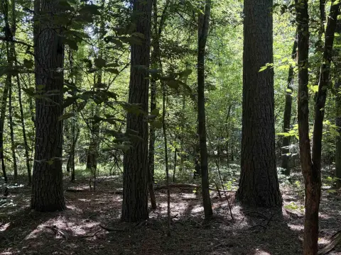 Timbered Recreational Land