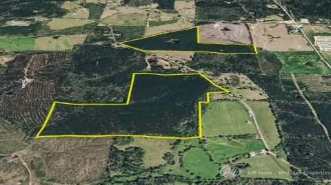 Hunting Land With Pine Timber